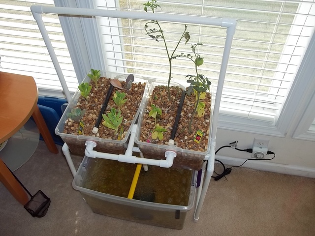 How to Make an Indoor Aquaponics System - US Crisis PreppersUS Crisis 