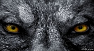 big_spooky-animals