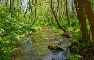 rezervatia-naturala-padurea-hagieni_180