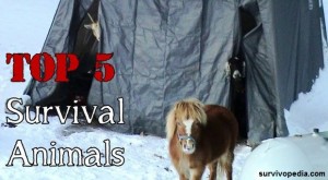 big-animals