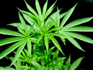 pot